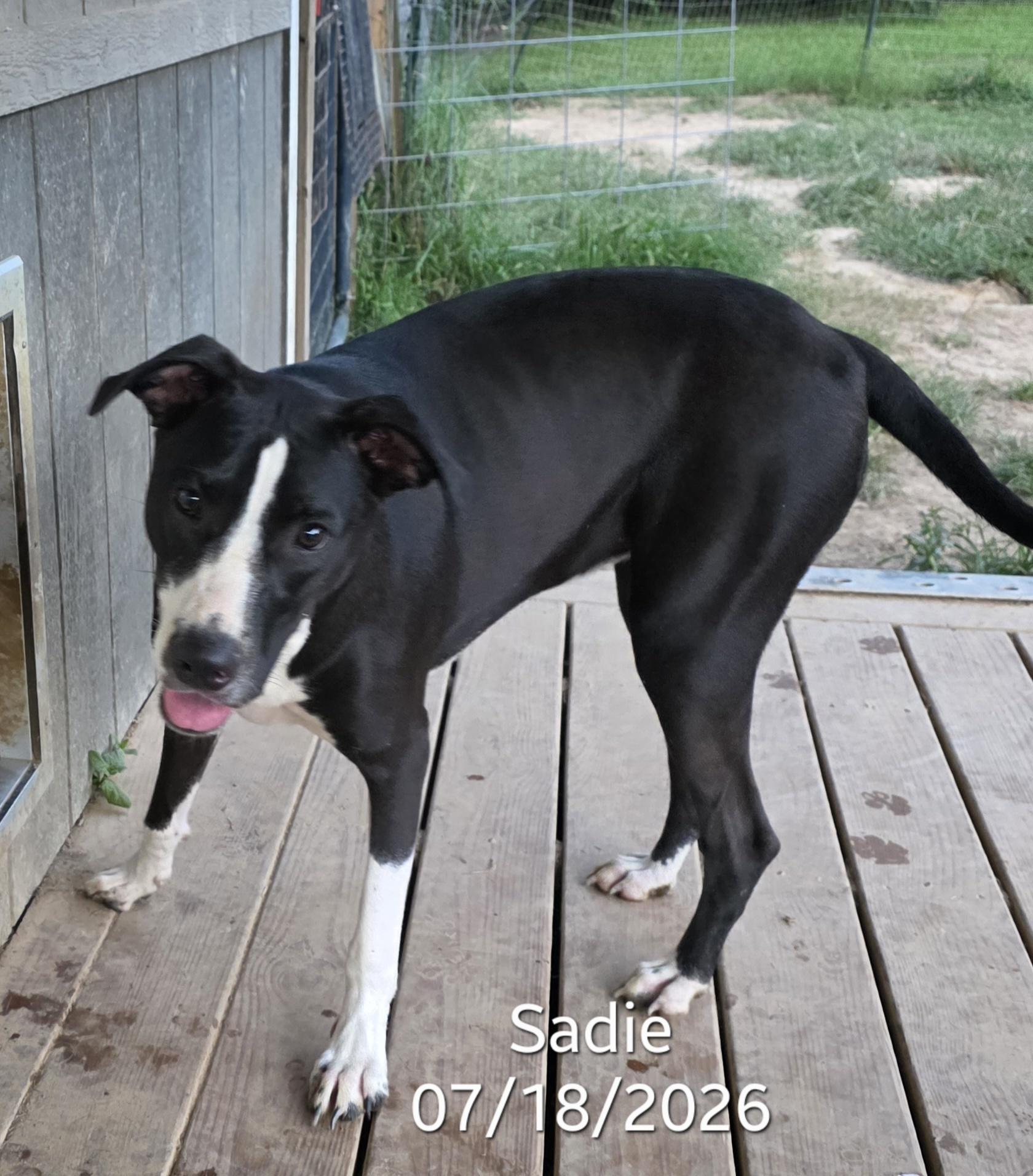 Enlarge Sadie, an adopted mixed breed in Warren, RI image 2/6