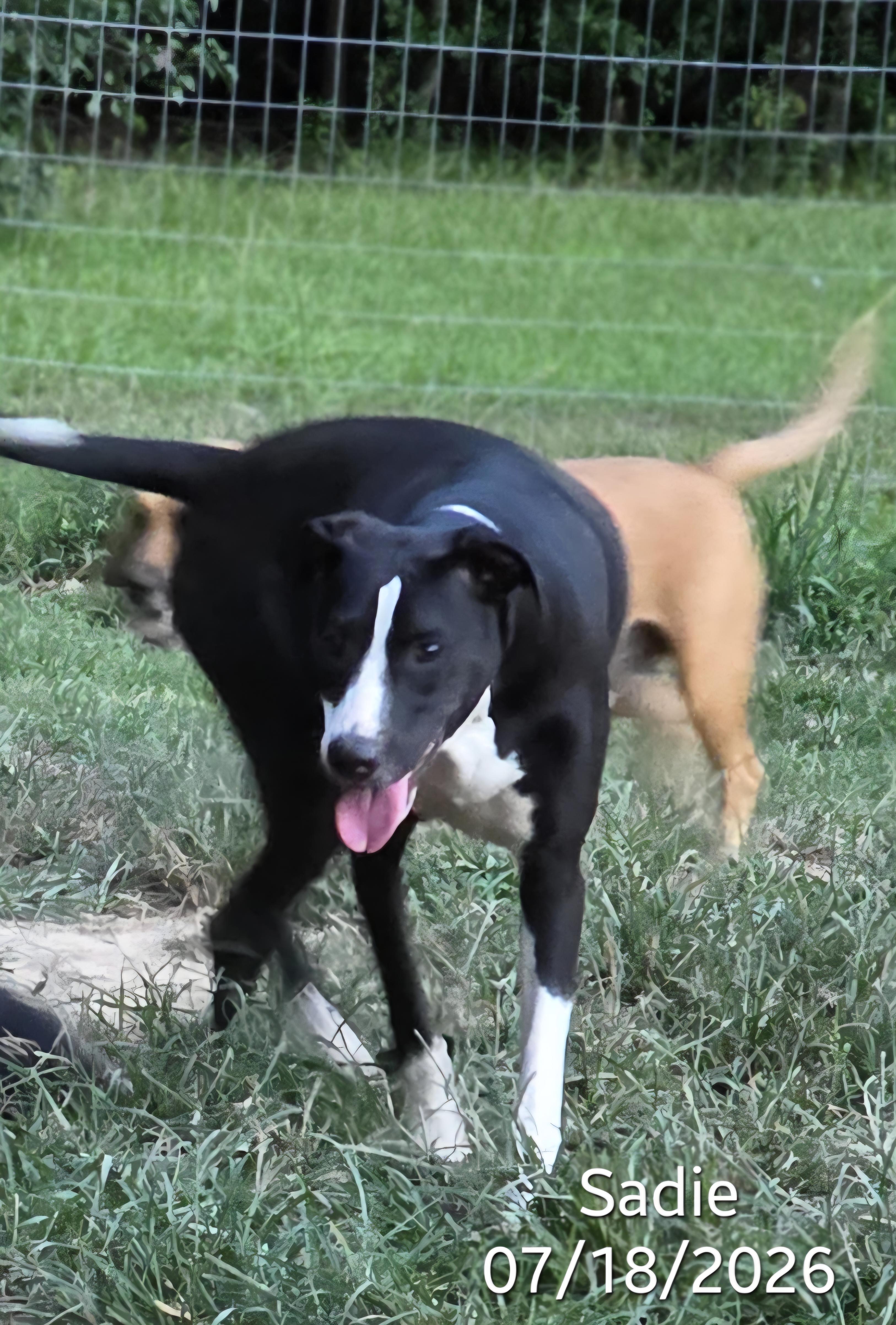 Enlarge Sadie, an adopted mixed breed in Warren, RI image 4/6