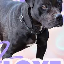 Starsky & Hutch, Adoptable, Adult Male American Staffordshire Terrier.