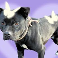 Enlarge Starsky & Hutch, a Adoptable mixed breed in Mountain City, TN image 2/2