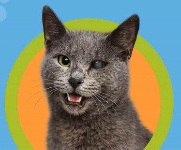 Enlarge RAIN, a Adoptable Russian Blue in Tavares, FL image 1/1