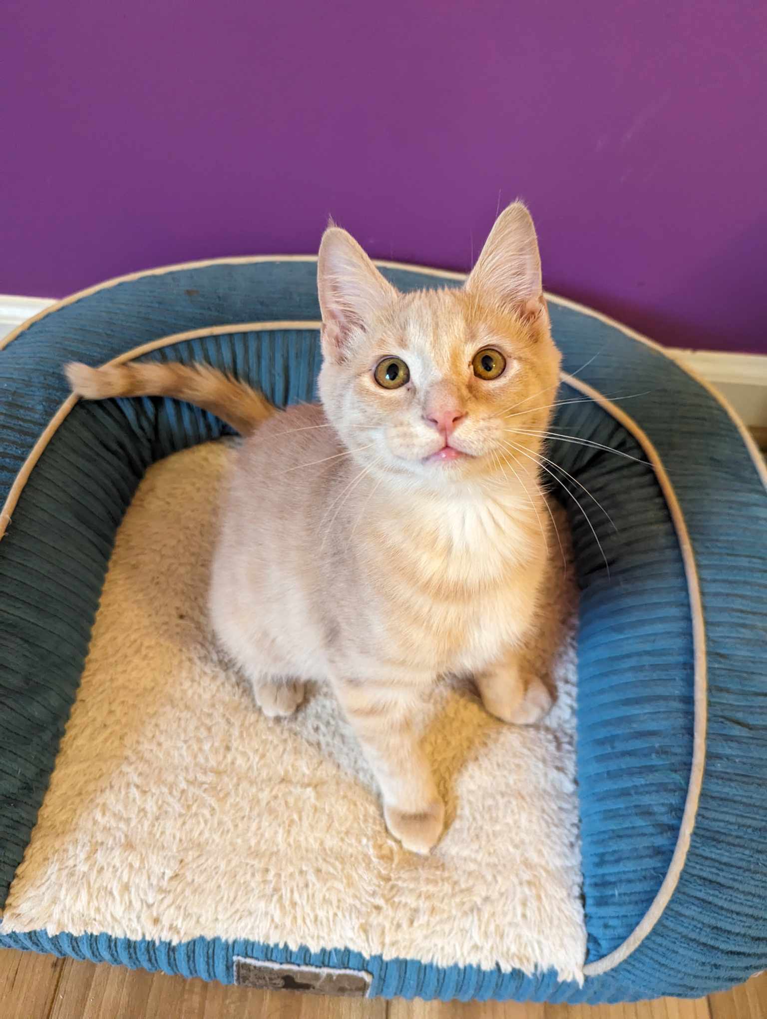 Cabbage, Adopted, Kitten Female Domestic Short Hair.