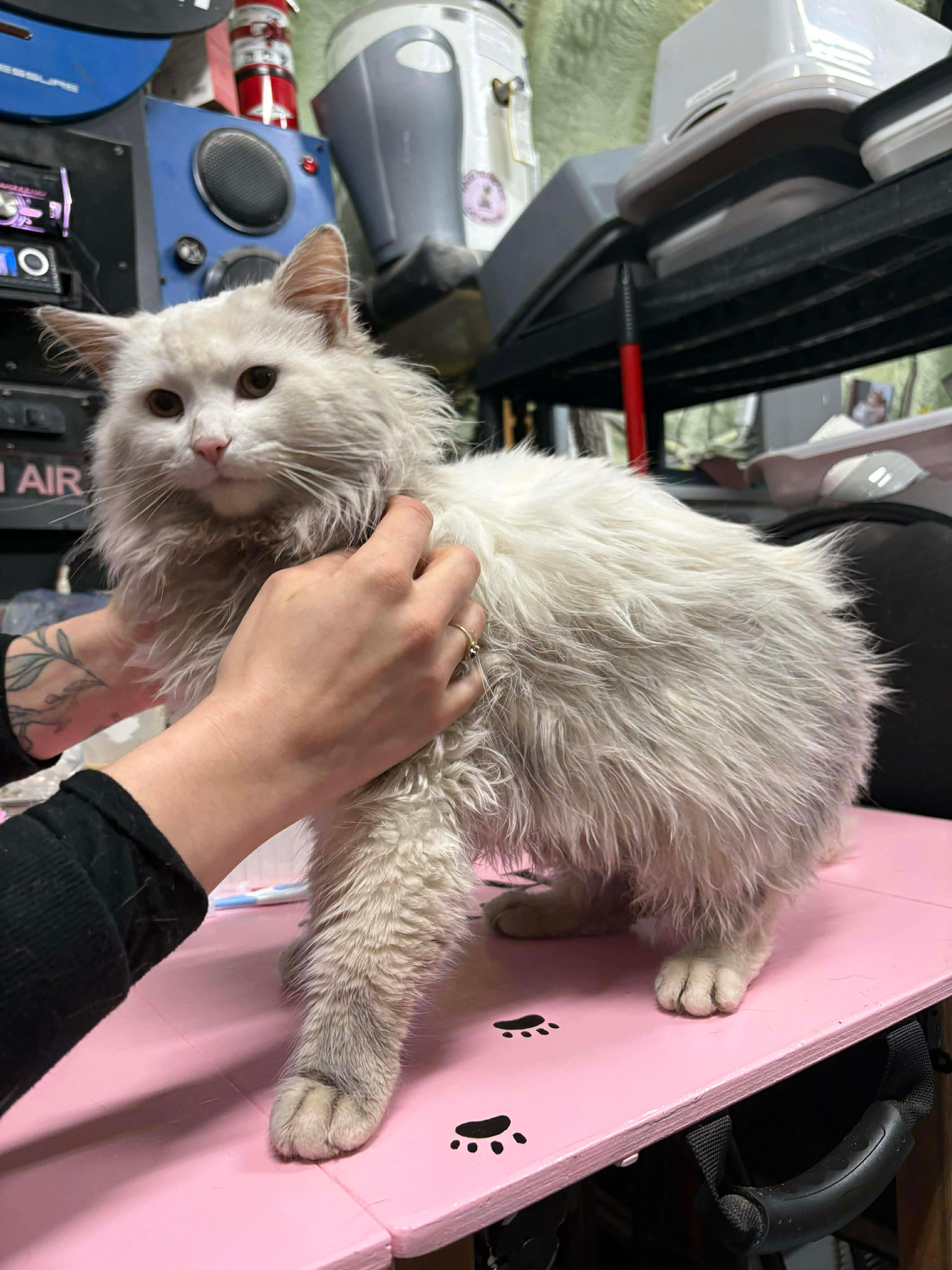 Enlarge VINCENT, an adopted mixed breed in Tillsonburg, ON image 2/3