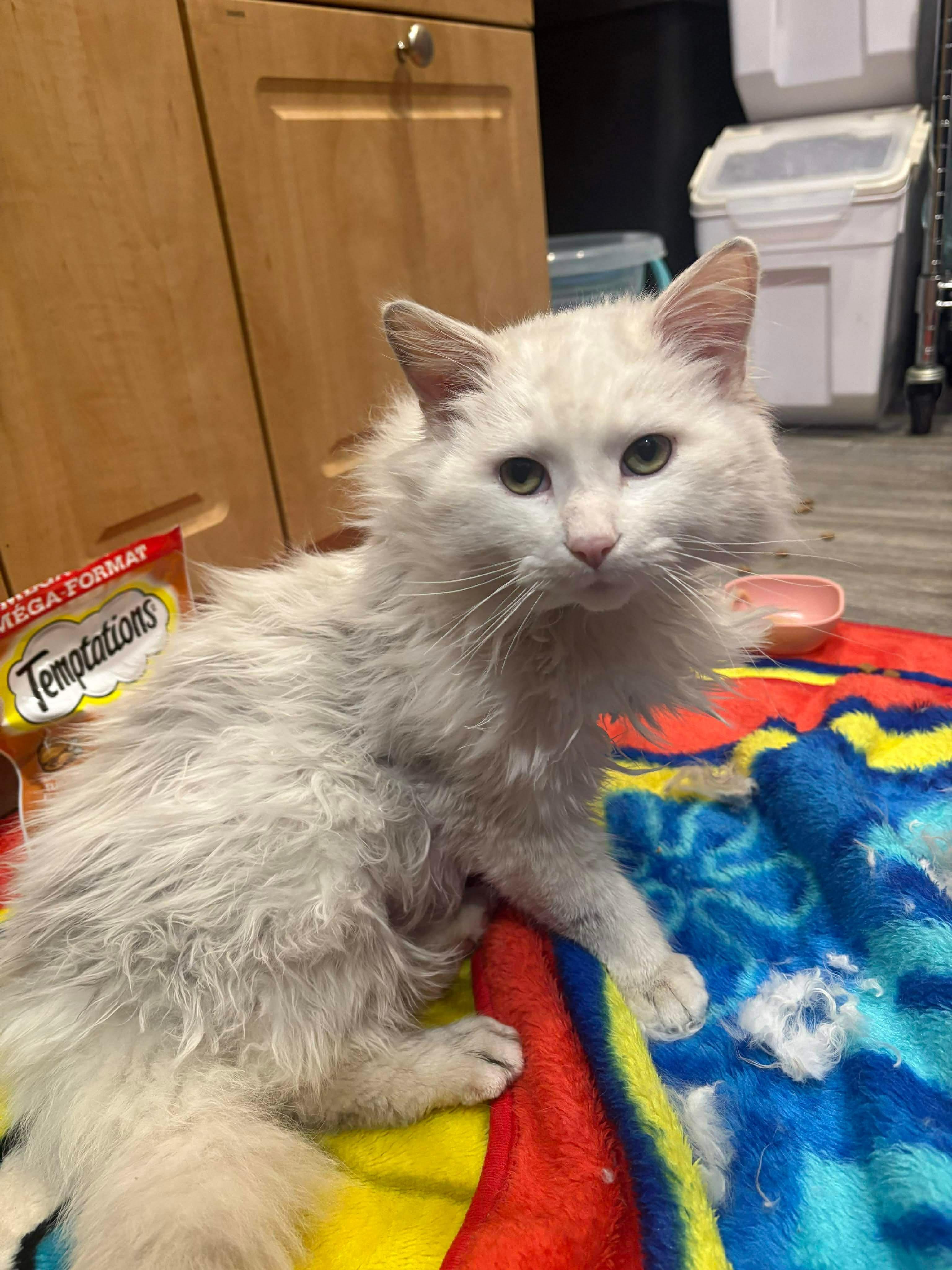 Enlarge VINCENT, an adopted mixed breed in Tillsonburg, ON image 1/3