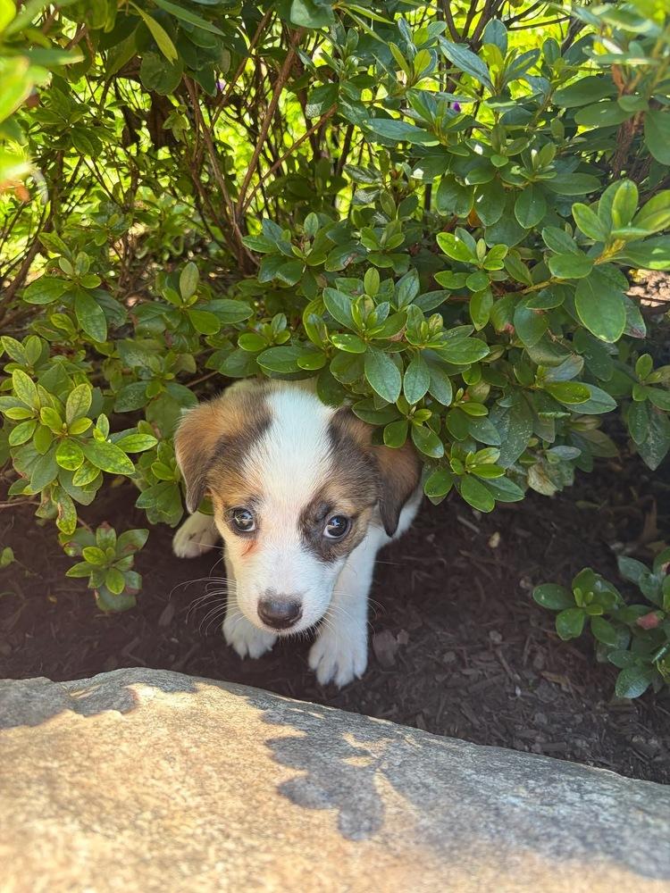 Tres, Adoptable, Puppy Male Australian Shepherd.