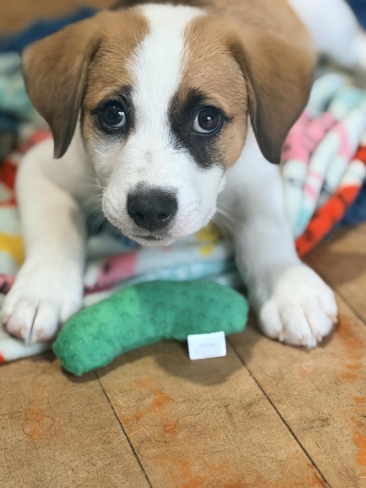 Enlarge Tres, a Adoptable mixed breed in Grove City, OH image 3/6