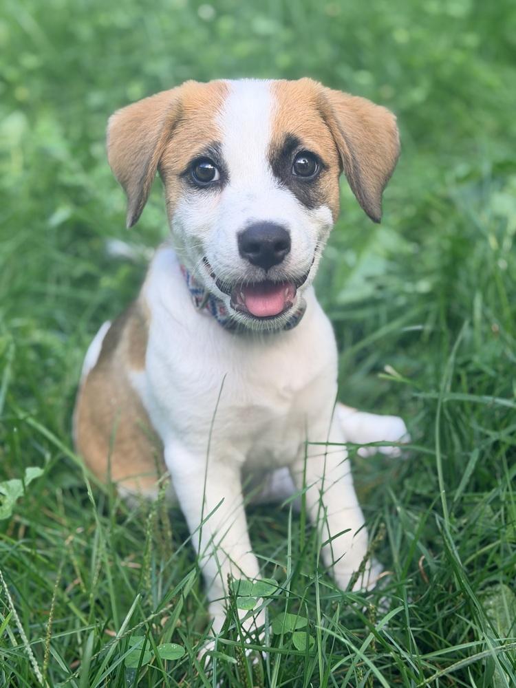 Enlarge Tres, a Adoptable mixed breed in Grove City, OH image 4/6