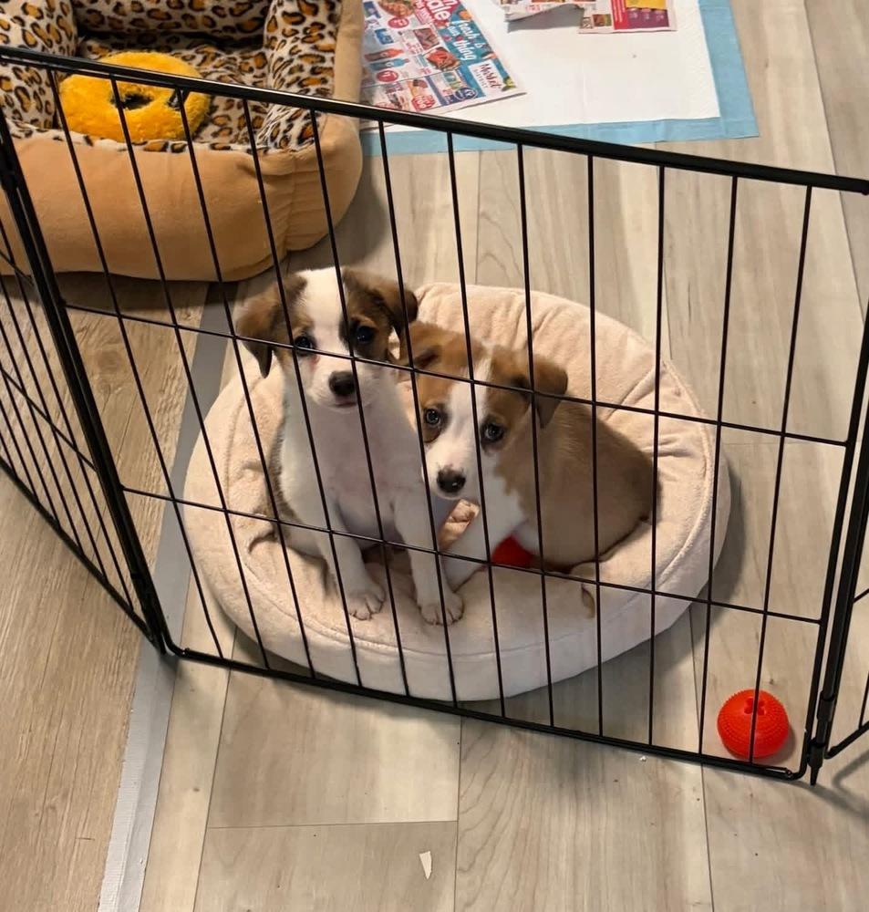 Enlarge Tres, a Adoptable mixed breed in Grove City, OH image 5/6
