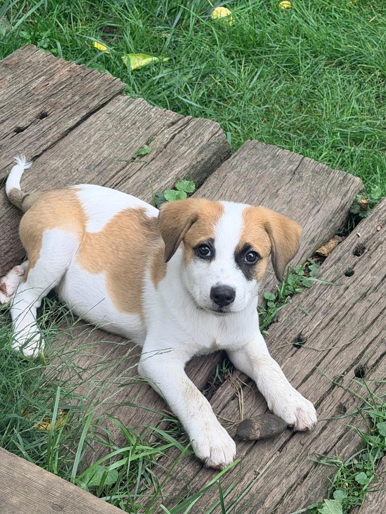Enlarge Tres, a Adoptable mixed breed in Grove City, OH image 6/6