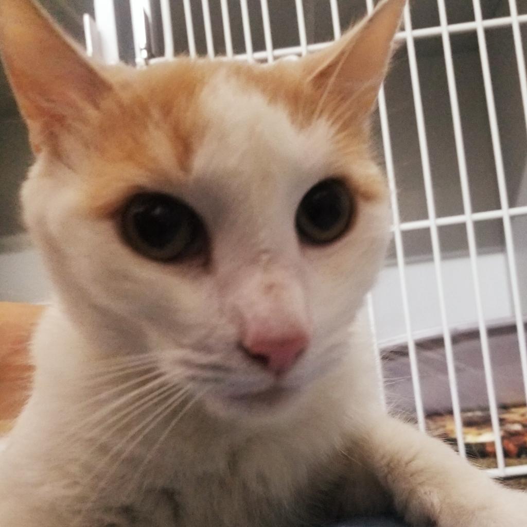 Apple Jax, Adoptable, Senior Male Domestic Short Hair.