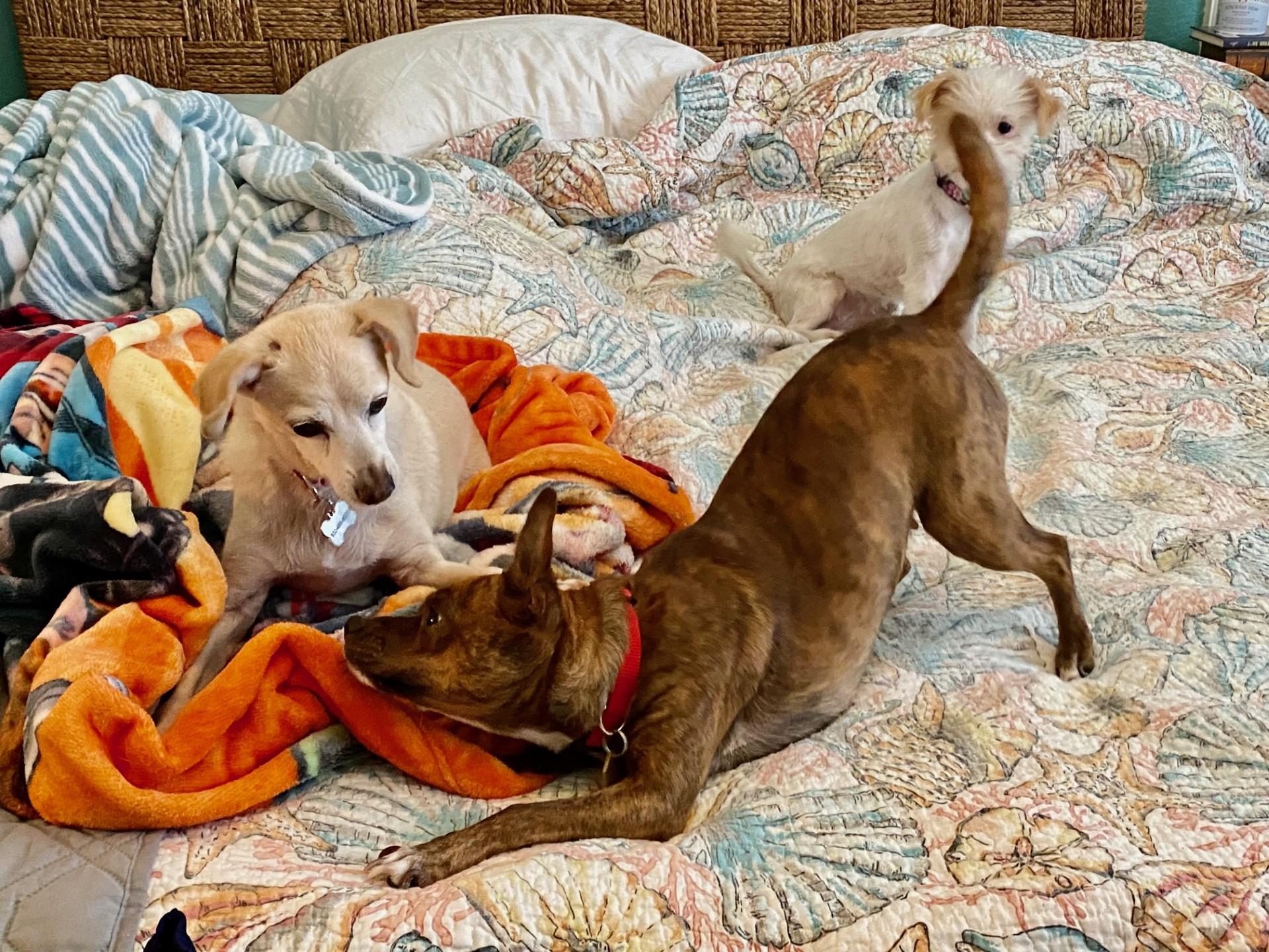 Enlarge Juju Bee - COMING SOON! , a Adoptable mixed breed in Putnam, CT image 4/4