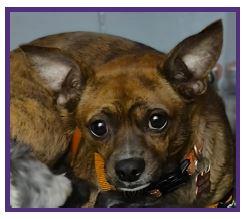 Enlarge Juju Bee - COMING SOON! , a Adoptable mixed breed in Putnam, CT image 1/4
