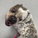 Storm, Adopted, Adult Female American Bully.