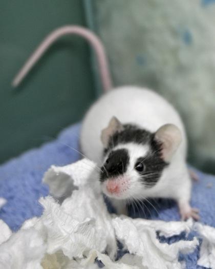 Strawberry, Adoptable, Baby Male Mouse & Mouse.