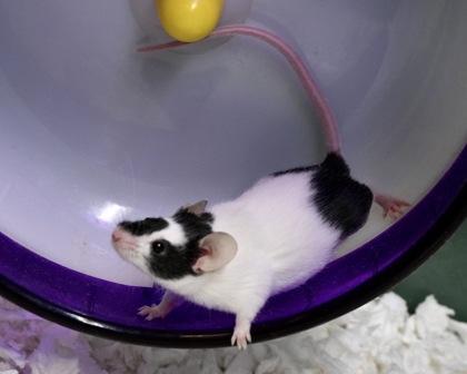 Enlarge Strawberry, a Adoptable mixed breed in West Seneca, NY image 2/3