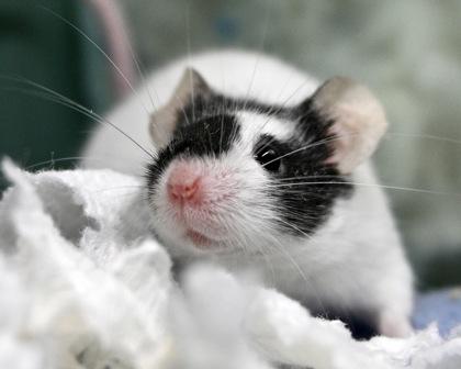 Enlarge Strawberry, a Adoptable mixed breed in West Seneca, NY image 3/3