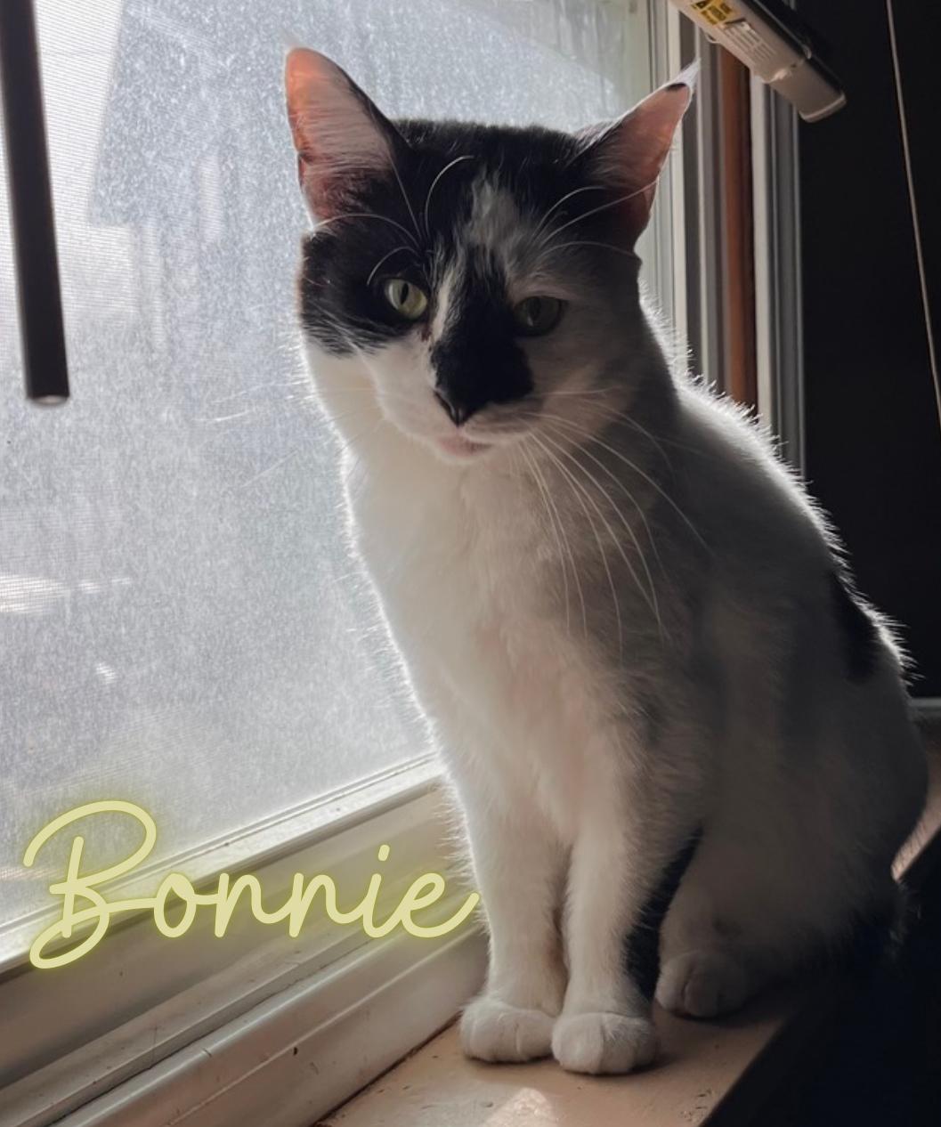 Bonnie, Adoptable, Senior Female Domestic Short Hair.