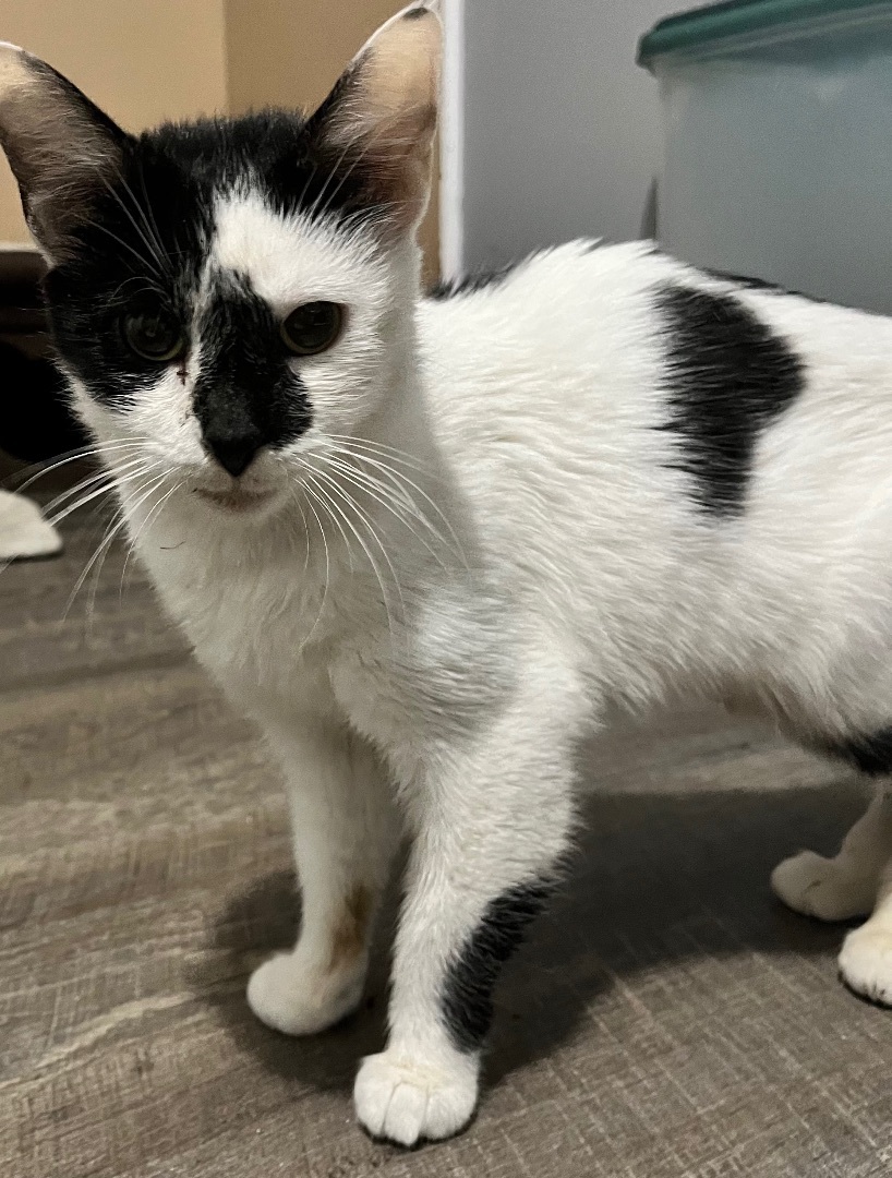 Enlarge Bonnie, a Adoptable Domestic Short Hair in Austintown, OH image 3/3