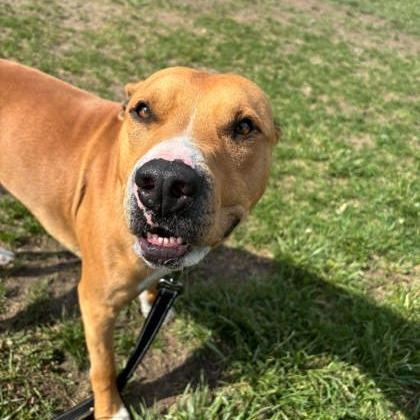 Enlarge Hermes, a Adoptable Mixed Breed in Cheyenne, WY image 1/6