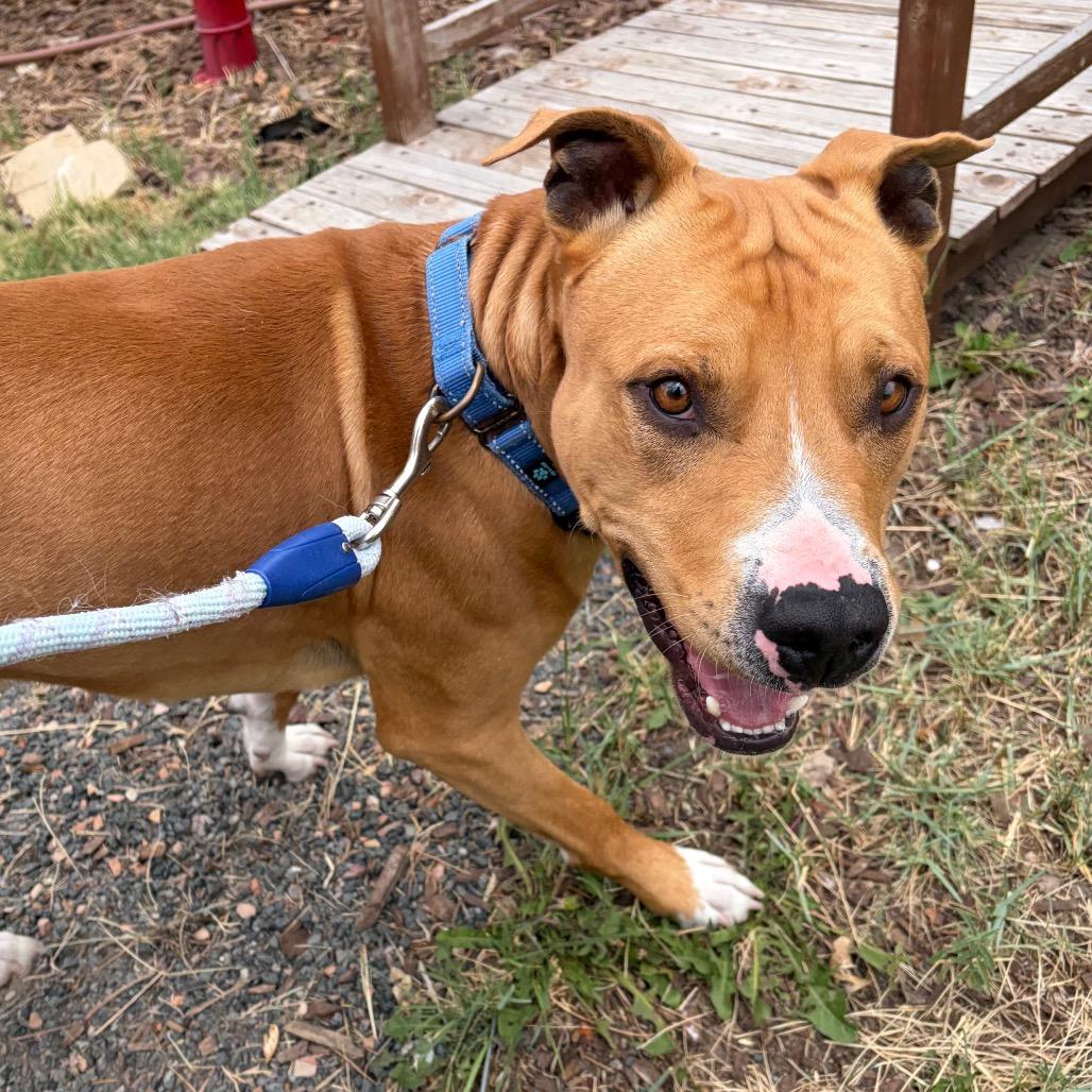 Enlarge Hermes, a Adoptable Mixed Breed in Cheyenne, WY image 2/6