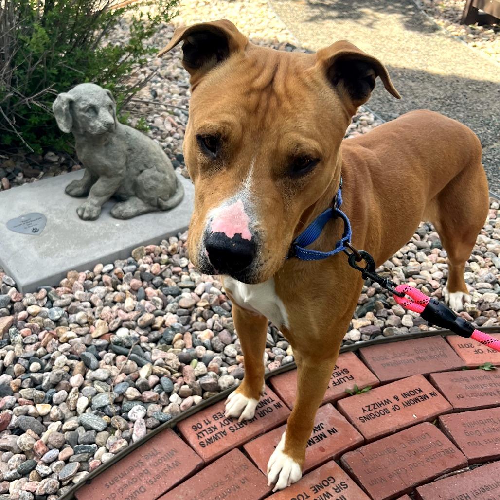 Enlarge Hermes, a Adoptable Mixed Breed in Cheyenne, WY image 3/6