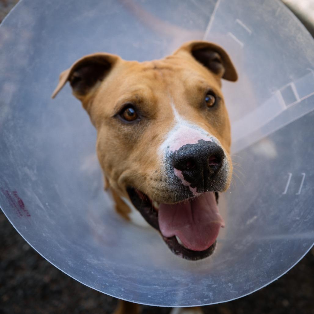 Enlarge Hermes, a Adoptable Mixed Breed in Cheyenne, WY image 4/6