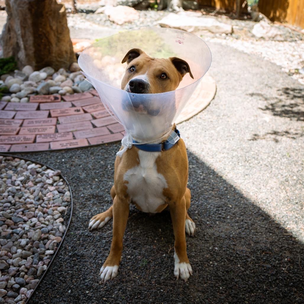 Enlarge Hermes, a Adoptable Mixed Breed in Cheyenne, WY image 5/6