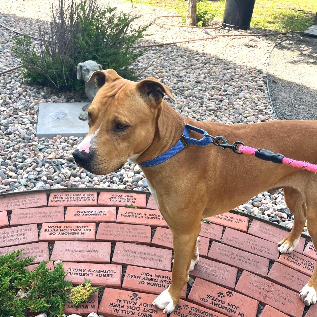 Enlarge Hermes, a Adoptable Mixed Breed in Cheyenne, WY image 6/6