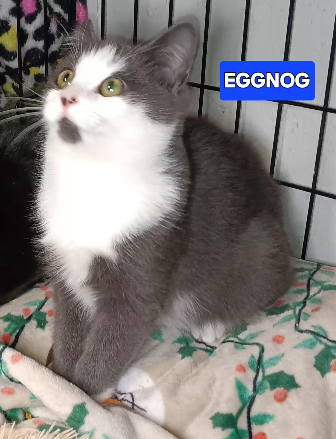 Enlarge Eggnog, a ADOPTABLE Domestic Short Hair in Bethpage, NY image 2/2