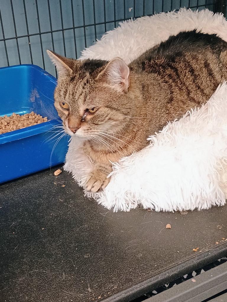 Mittens, Adoptable, Senior Female Domestic Short Hair.