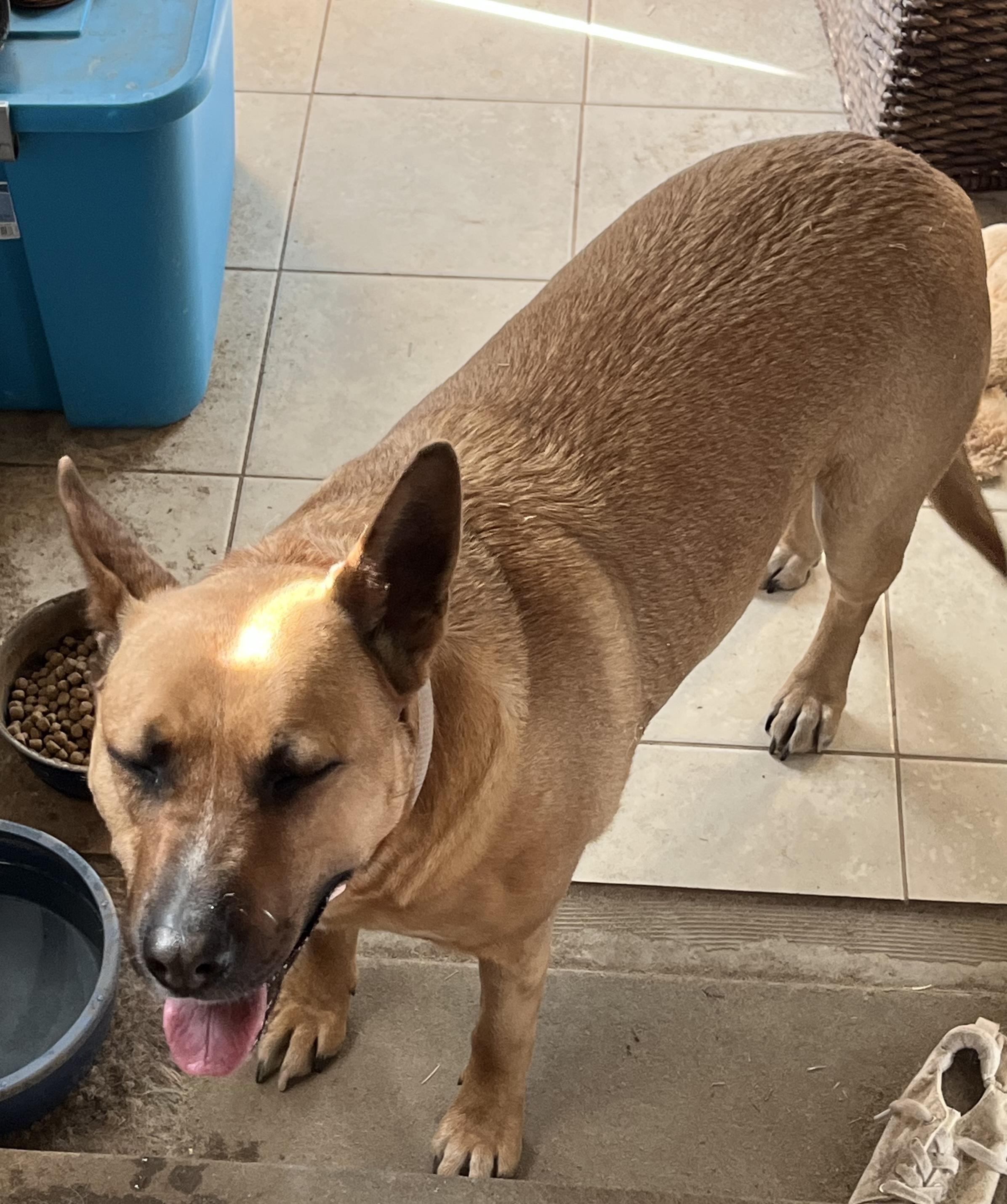 Gracie, an adopted mixed breed in Durango, CO image 2/3