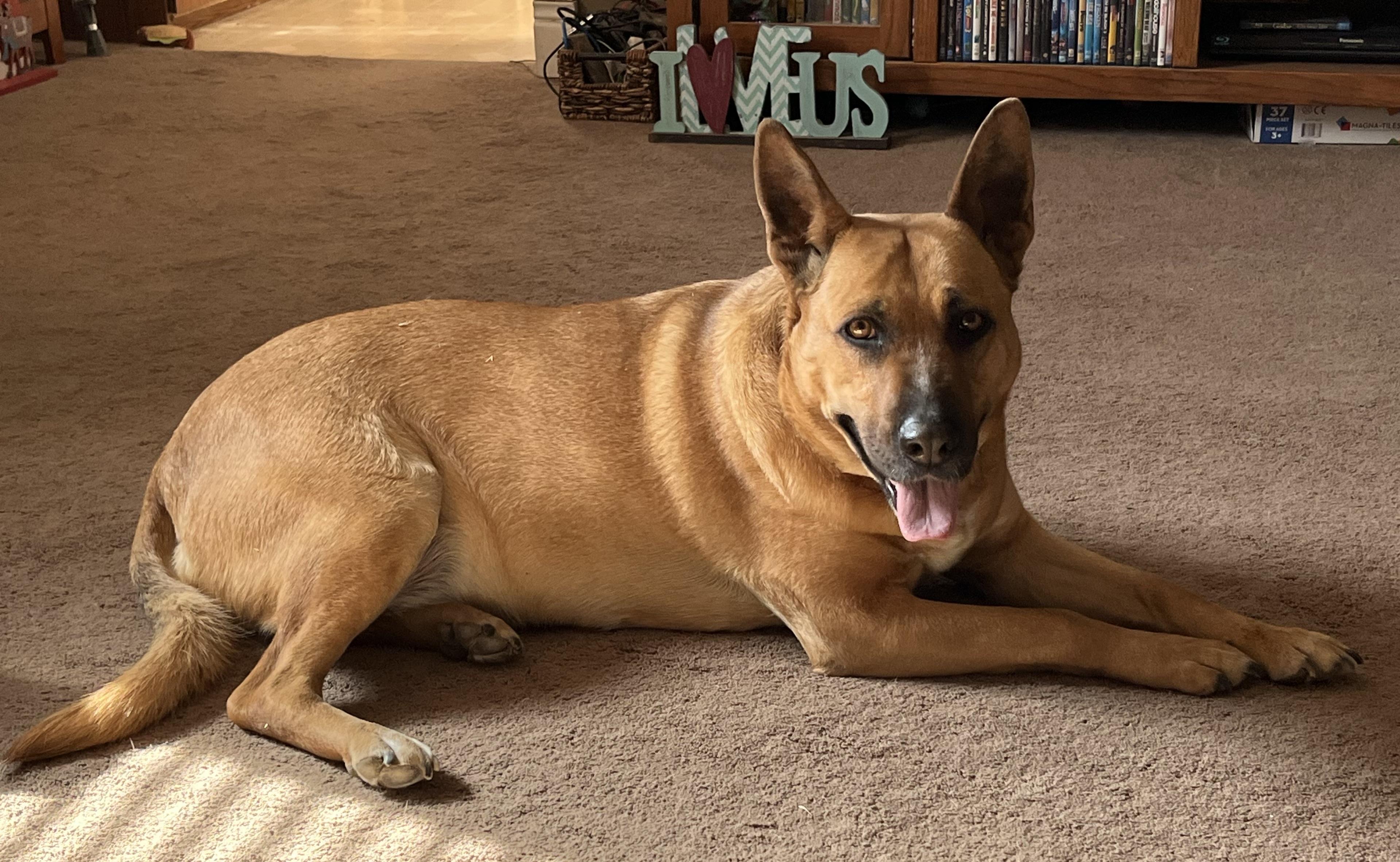 Gracie, adopted, Adult Female German Shepherd Dog.