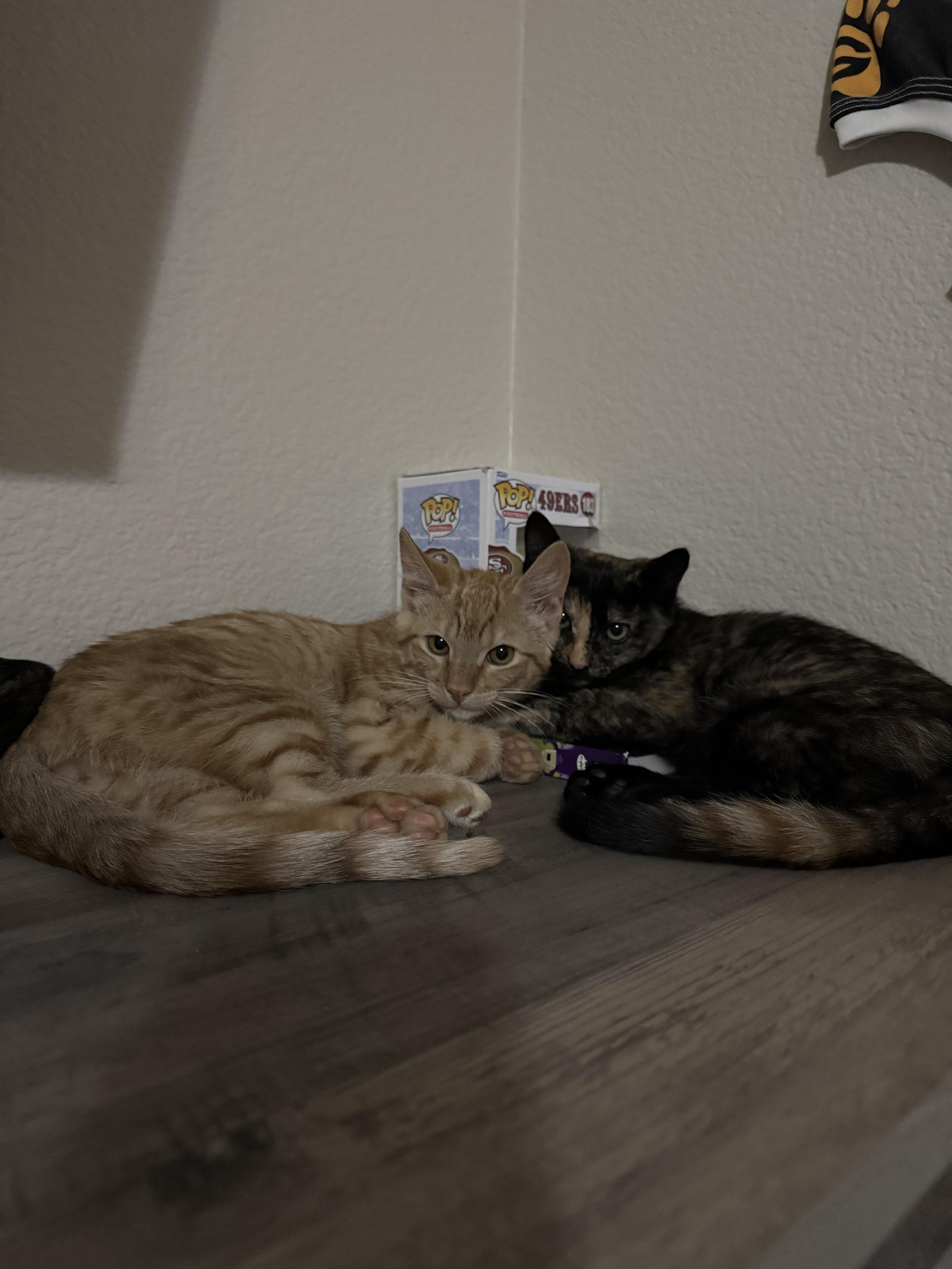 Leighton, an adoptable Domestic Short Hair in Reno, NV, 89508 | Photo Image 3