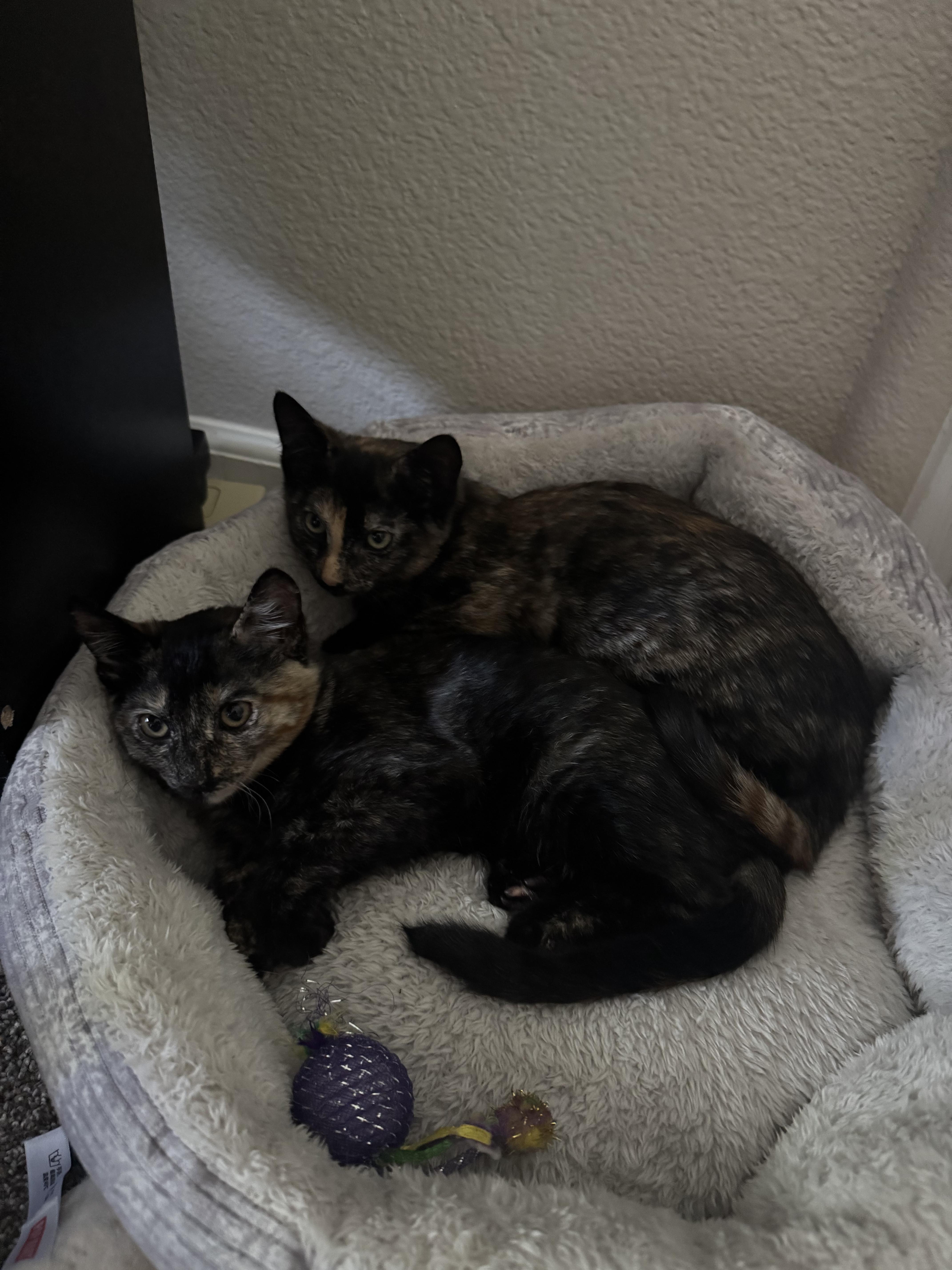Leighton, an adoptable Domestic Short Hair in Reno, NV, 89508 | Photo Image 2