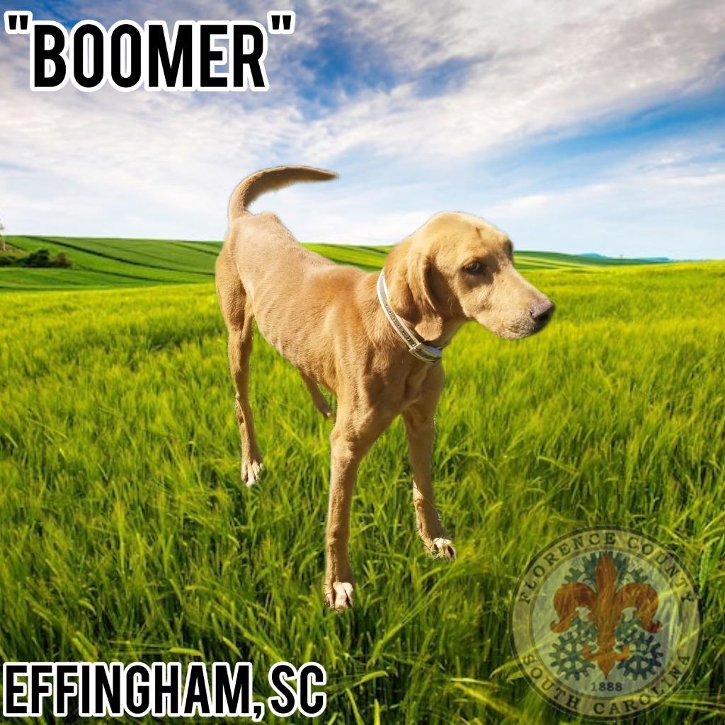 Slim, Adoptable, Adult Male Mixed Breed & Labrador Retriever.