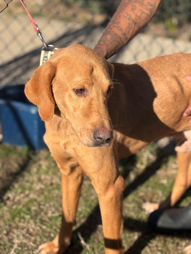 Slim, a Adoptable mixed breed in Effingham, SC image 2/5