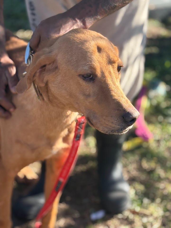 Slim, a Adoptable mixed breed in Effingham, SC image 3/5