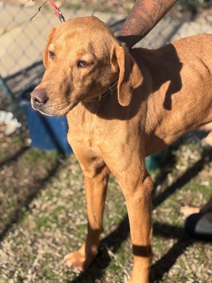 Slim, a Adoptable mixed breed in Effingham, SC image 4/5