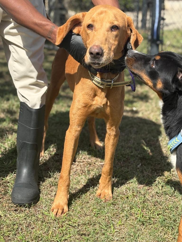 Slim, a Adoptable mixed breed in Effingham, SC image 5/5