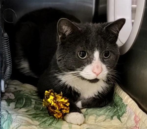 Ives, Adoptable, Adult Male Domestic Short Hair.