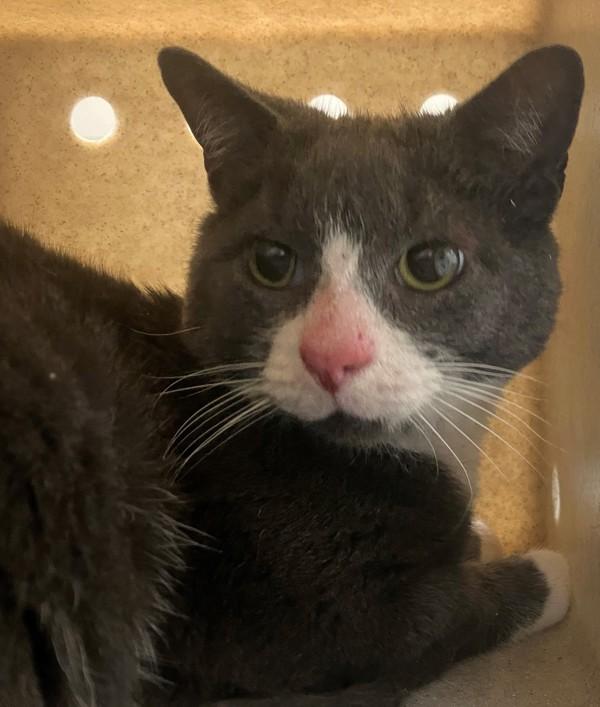 Enlarge Ives, a Adoptable mixed breed in Staten Island, NY image 2/2