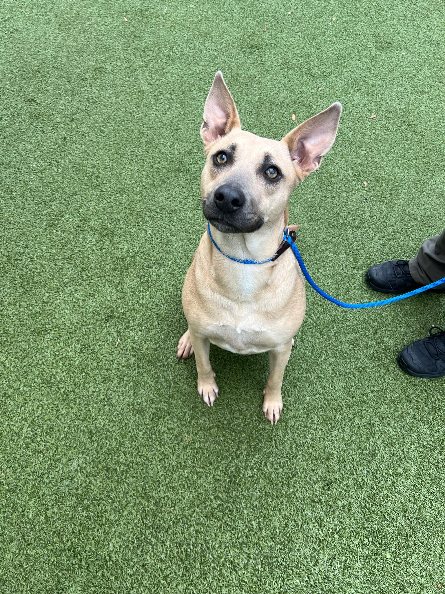Cookie, ADOPTABLE, Adult Female Shepherd.