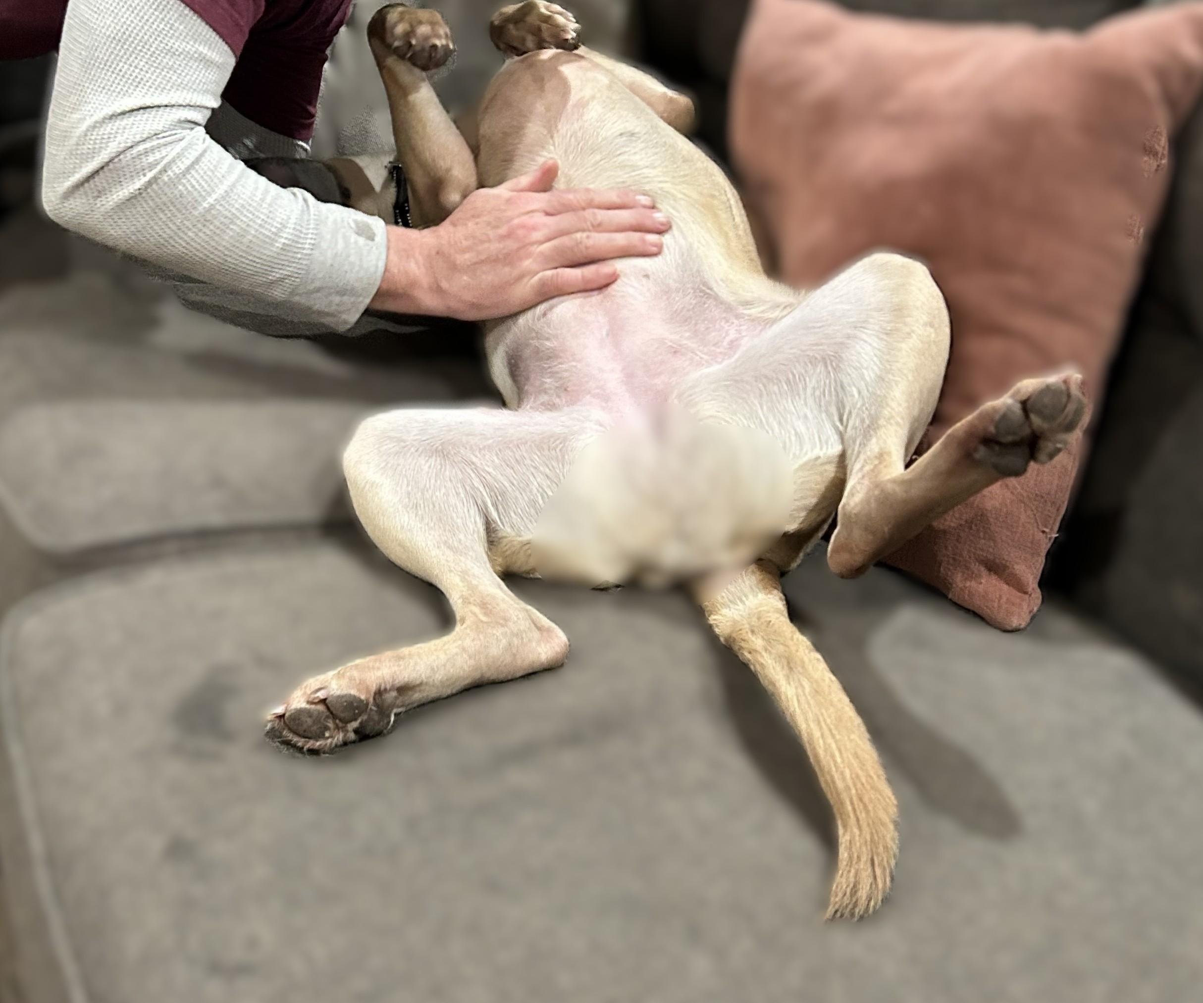 Cookie, a ADOPTABLE mixed breed in Wilmington, NC image 2/4