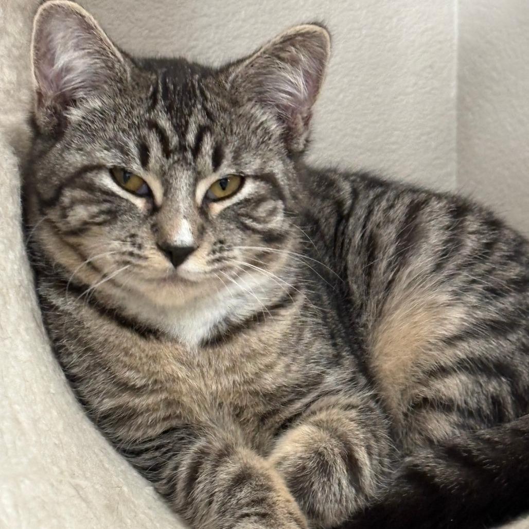 Enlarge Grace, a Adoptable Domestic Short Hair in Meridian, ID image 1/1