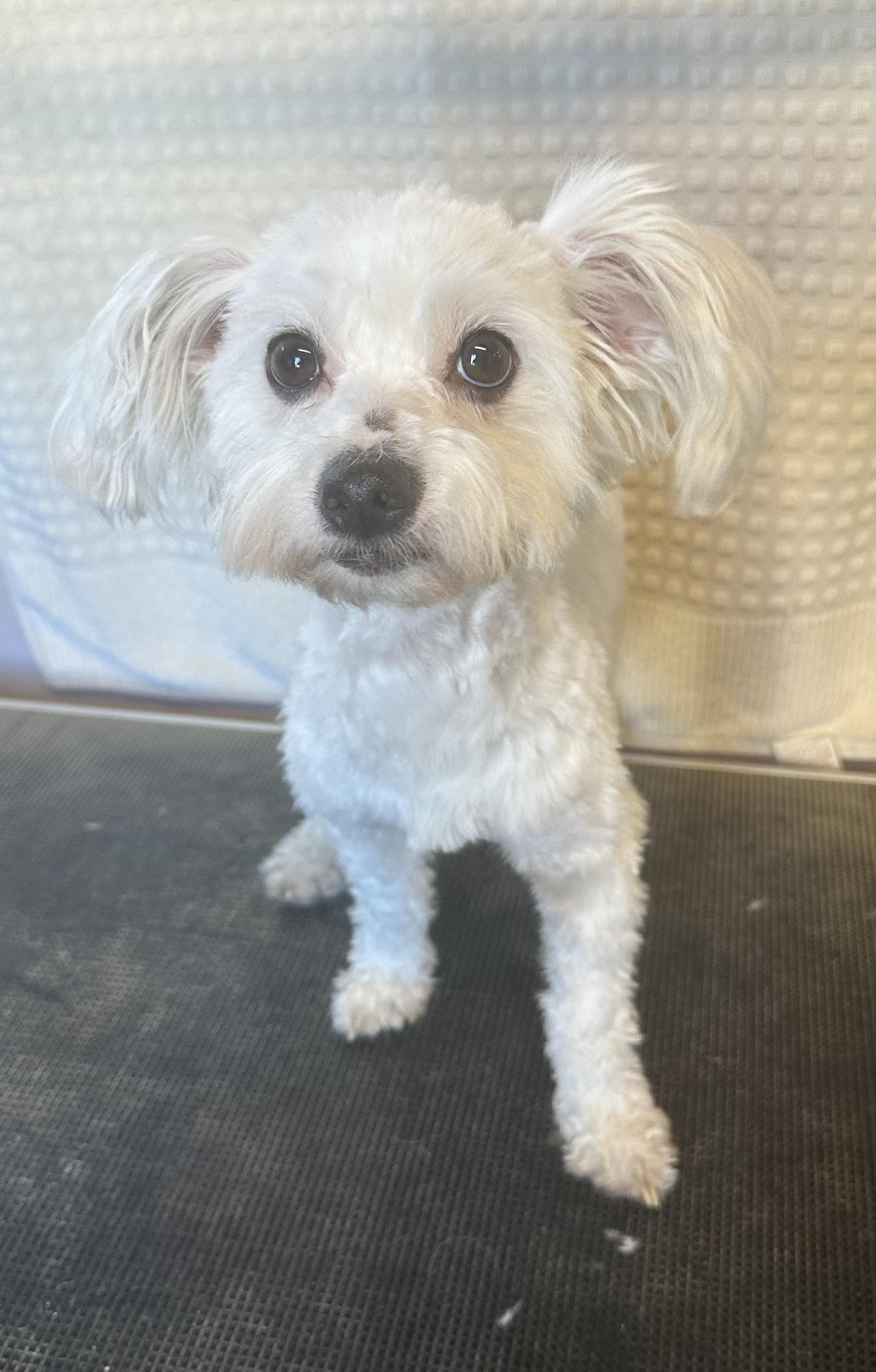 Buster, a ADOPTABLE mixed breed in Knightsen, CA image 2/2