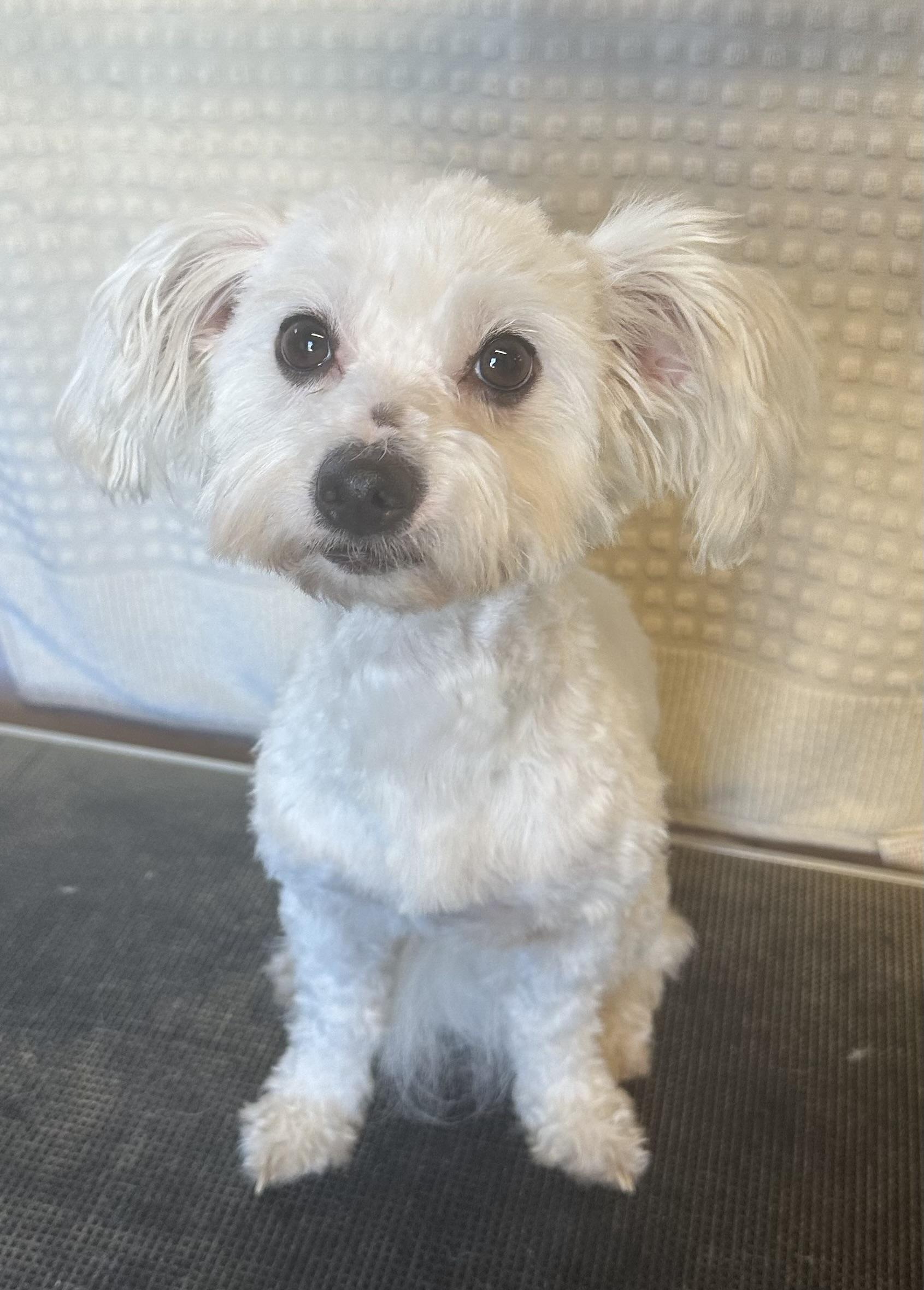 Buster, ADOPTABLE, Young Male Maltese & Miniature Poodle.