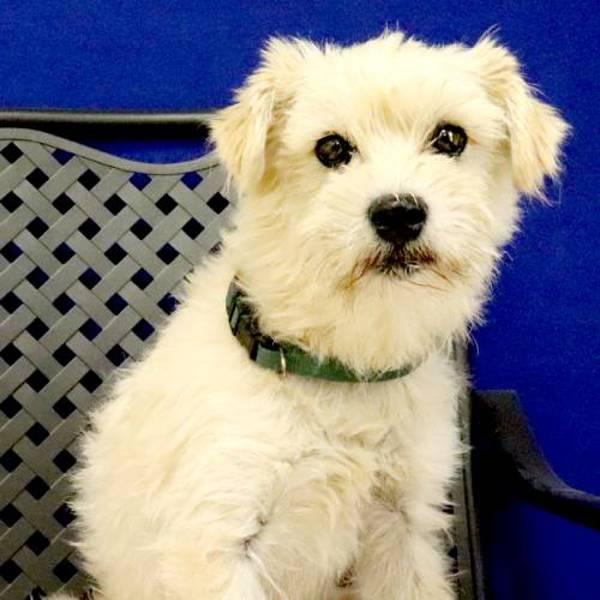 Mikey, Adoptable, Adult Male Terrier.