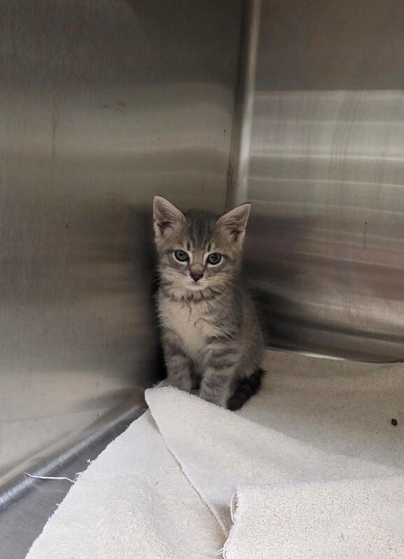 Sarge, Adoptable, Young Male Tabby.