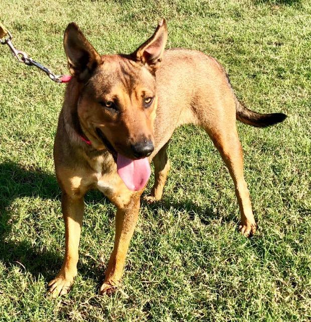 Cherokee, a Adoptable mixed breed in Quinlan, TX image 4/6