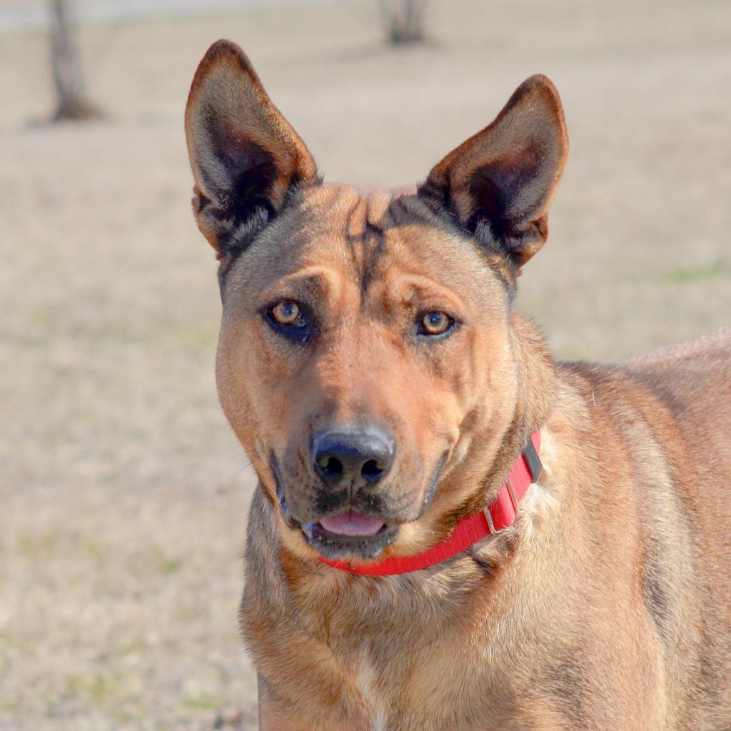 Cherokee, a Adoptable mixed breed in Quinlan, TX image 5/6